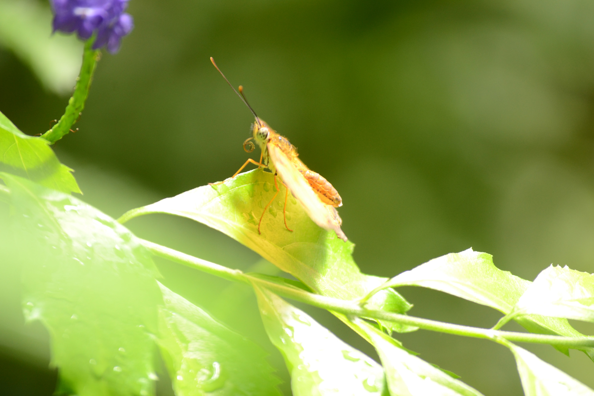 Butterfly-world-animals-0017