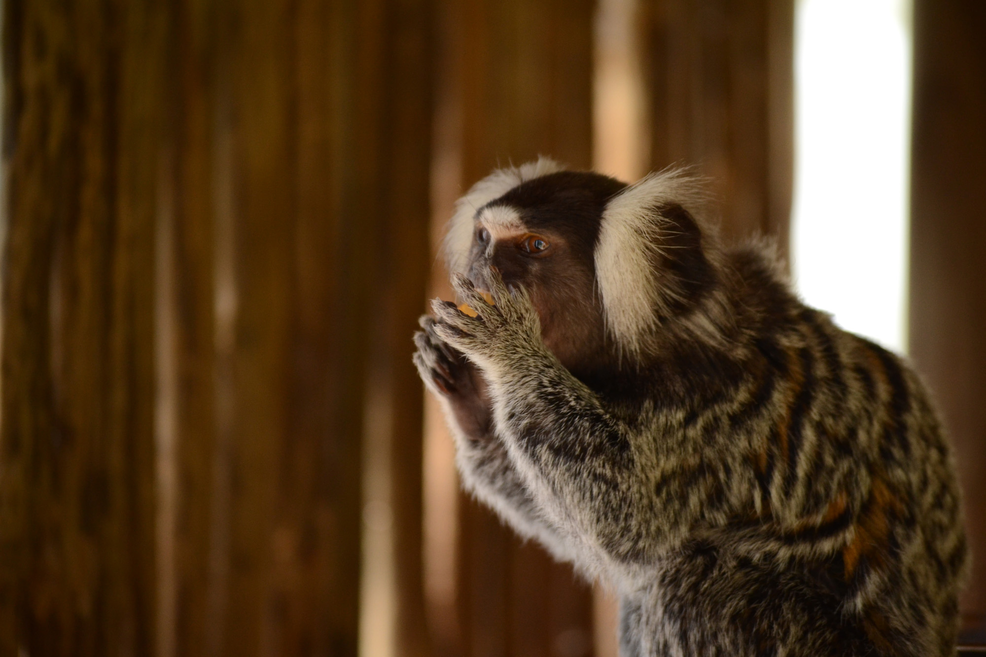 Butterfly-world-animals-0040