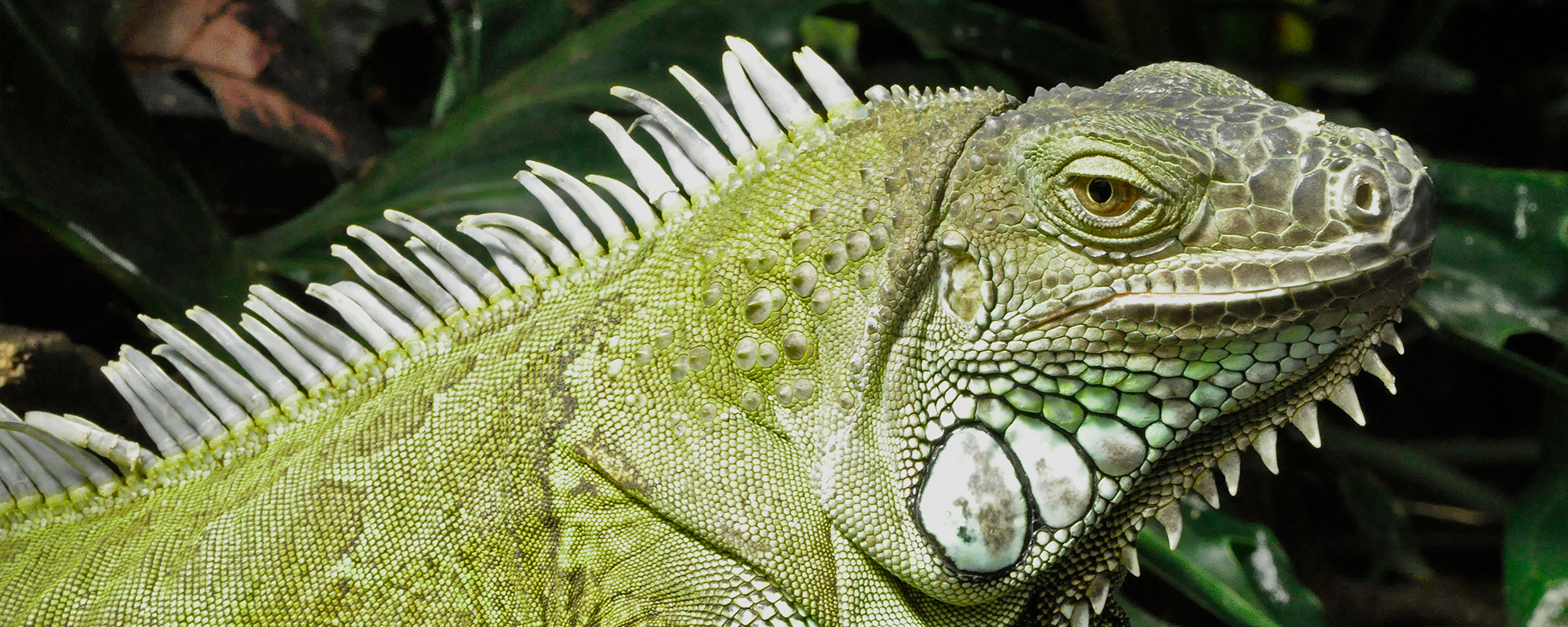Butterfly-world-iguana