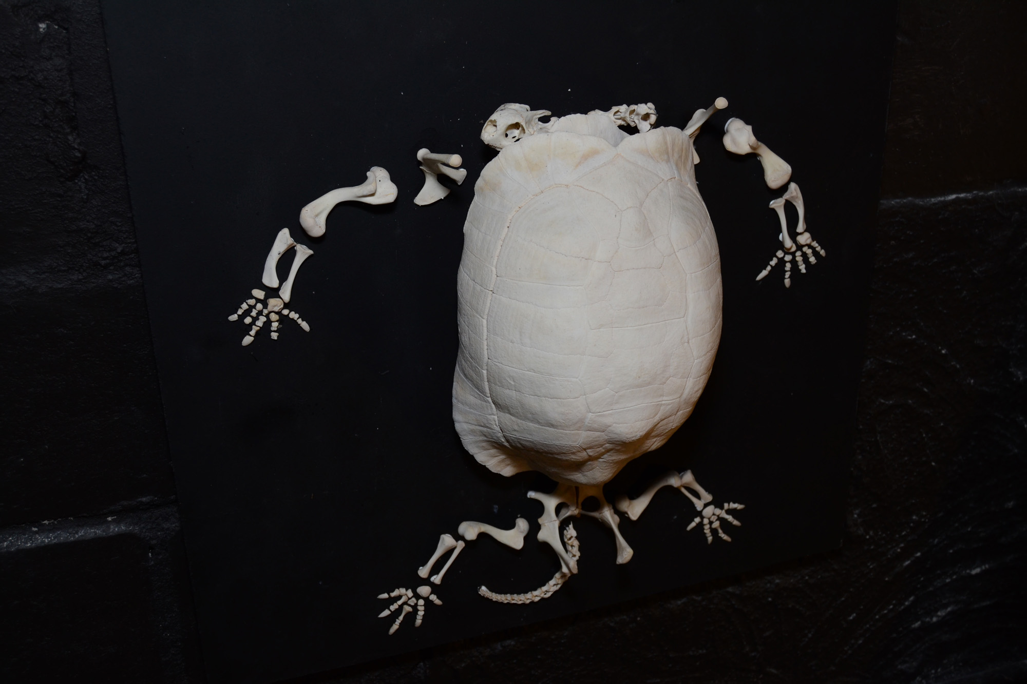 Butterfly-world-skeleton-park-0062